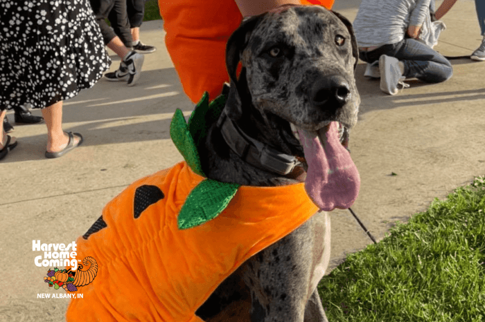 Harvest Homecoming Event - Dog-Show
